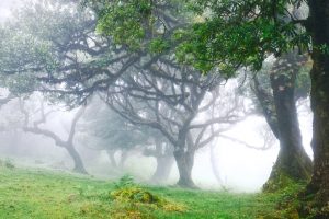 Madeira-bosque-de-laurisilva