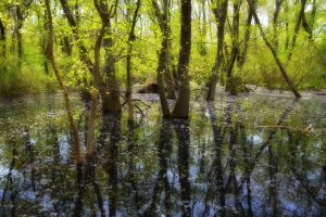 bosque-de-letea-rumania