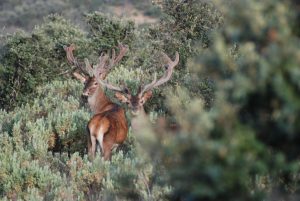 Venado