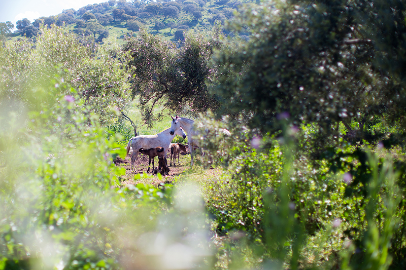 la-donaira-caballo-lusitano