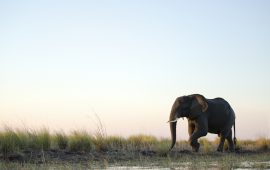 Botswana investigating mystery deaths of at least 275 elephants